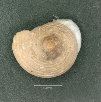 Media type: image;   Malacology 154835 Description: dry;  Aspect: API